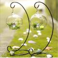 Heet verkopend kamerplant Rose Glass Terrarium